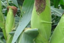 華美468玉米栽培技術(shù)要點(diǎn)，灌漿中后期防治紅蜘蛛等