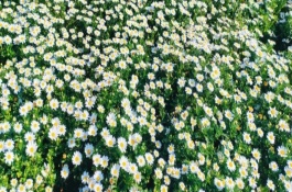 雛菊什么時(shí)候開花，每年3月初就可以開花