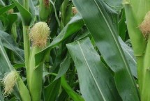 眾玉119玉米栽培技術(shù)要點(diǎn)，中抗莖腐病