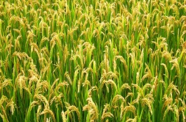 隆8優(yōu)絲苗水稻栽培技術要點，晚造全生育期114～116天
