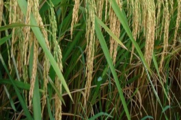 大糧202水稻栽培技術(shù)要點，大田每畝用種量3～4千克
