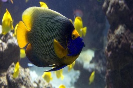 熱帶魚能放生河里嗎，熱帶魚不可以放生河里
