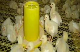 小雞飼養(yǎng)的注意事項，確保室溫在34℃-35℃左右