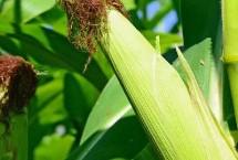 恩單511玉米栽培技術(shù)要點(diǎn)，低山地區(qū)3月中下旬播種