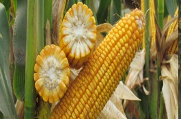 粵甜16號玉米栽培技術(shù)要點，秋植全生育期75~78天
