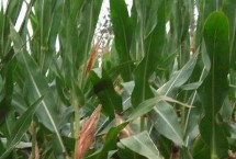 FY2001玉米栽培技術(shù)要點(diǎn)，適宜播種期6月上中旬