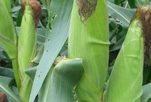 中興11玉米栽培技術(shù)要點(diǎn)，適宜在肥力中上等的地塊種植
