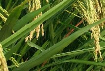 吉粳585水稻栽培技術(shù)要點(diǎn)，7月上中旬注意防治二化螟