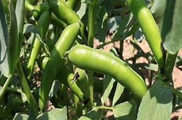 蠶豆要多久才能成熟，不同的地區(qū)種植時(shí)間不同