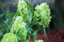 綠牡丹的花語，屬于名貴的牡丹品種