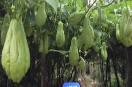 什么時候種植佛手瓜，在4-5月份種植可提高成活率
