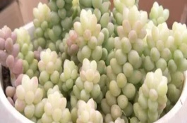 多肉玉墜怎么繁殖，適宜生長(zhǎng)溫度在20℃左右