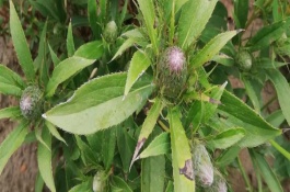 蒼術(shù)一畝地需要多少種苗，用磷酸二胺做底肥為佳