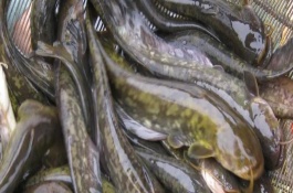 野生鯰魚一般多少斤，體色、胡須和味道均不同