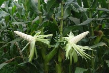 煙玉601玉米栽培技術(shù)要點(diǎn)，該品種株型緊湊