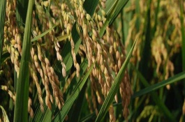 早秈110水稻栽培技術(shù)要點(diǎn)，較對照品種增產(chǎn)6.6%