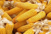 MC8728玉米栽培技術(shù)要點(diǎn)，適宜播種期4月下旬至5月上旬