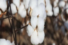 湘雜棉17號棉花栽培技術(shù)要點(diǎn)，生育期118天左右