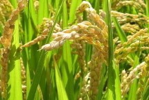 杉谷優(yōu)533水稻栽培技術(shù)要點，每畝秧田播種量10-15千克