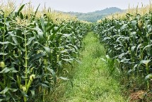 桂單239玉米栽培技術要點，該品種持綠性好