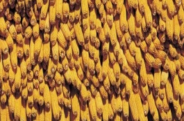 良玉99號玉米栽培技術要點，中抗大斑病1-5級