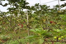 無花果冬季有哪些防寒措施，幼苗期要做好摘心打頂工作