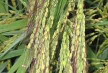 九兩優(yōu)9號水稻栽培技術(shù)要點，全生育期135.2天