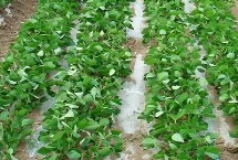 阜豆39大豆栽培技術(shù)要點，生育期98天