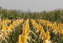 金穗319玉米栽培技術(shù)要點，出苗至成熟128天