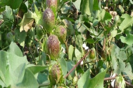 荊雜棉142F1棉花栽培技術(shù)要點(diǎn)，每畝密度2000株左右