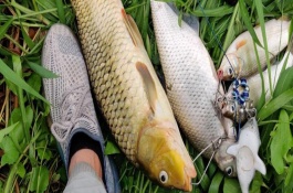 釣鯉魚(yú)是否要用小藥，可以使用素餌