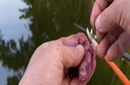 雞肝能不能釣魚，雞肝能釣魚