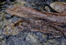 娃娃魚屬于什么動物，長得像魚但卻不是魚