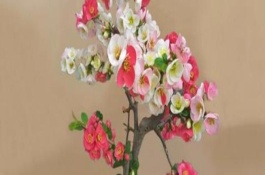海棠花為什么掉花苞，適宜生長(zhǎng)在溫暖的環(huán)境中