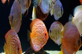飼養(yǎng)七彩神仙魚用什么燈，大概需要十到十四個月