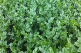 兒菜的生長的溫度，適宜的生長溫度為8-15℃