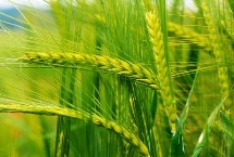 唐科299小麥栽培技術(shù)要點，適宜播期為10月5日～20日