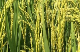 新兩優(yōu)6380水稻品種基本信息，一般5月上旬播種