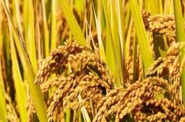新稻58號水稻栽培技術(shù)要點，播種量每平方米300克