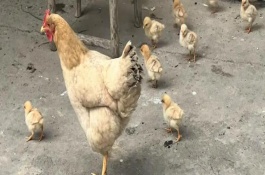 老母雞有雞冠子嗎，母雞的雞冠非常大不正常