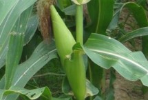 廣良甜402玉米栽培技術(shù)要點(diǎn)，春植生育期73天
