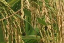 琻兩優(yōu)1273水稻栽培技術(shù)要點(diǎn)，該品種株型適中