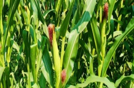 平安54玉米栽培技術(shù)要點(diǎn)，平安54玉米種子介紹