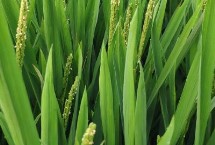 玉美金占水稻栽培技術(shù)要點(diǎn)，宜中等肥力水平