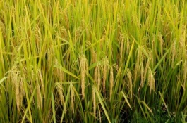 隆優(yōu)4456水稻栽培技術(shù)要點(diǎn)，全生育期117.1天