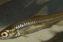 麥穗魚鬧窩怎么辦，可從釣底開始向上搜索魚層