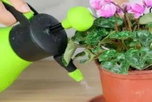 養(yǎng)花的水多久換一次，以下6個原則要謹(jǐn)記