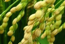 爽兩優(yōu)美占水稻栽培技術(shù)要點(diǎn)，全生育期133.7天