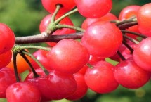 超過30克的大櫻桃品種，早紅珠櫻桃一般更為優(yōu)質(zhì)