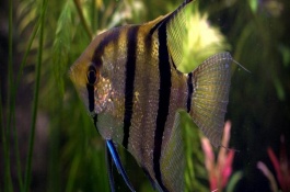 花天使魚好不好養(yǎng)，飼養(yǎng)難度一般